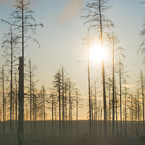 JONSSON, Linnea: Morning Light